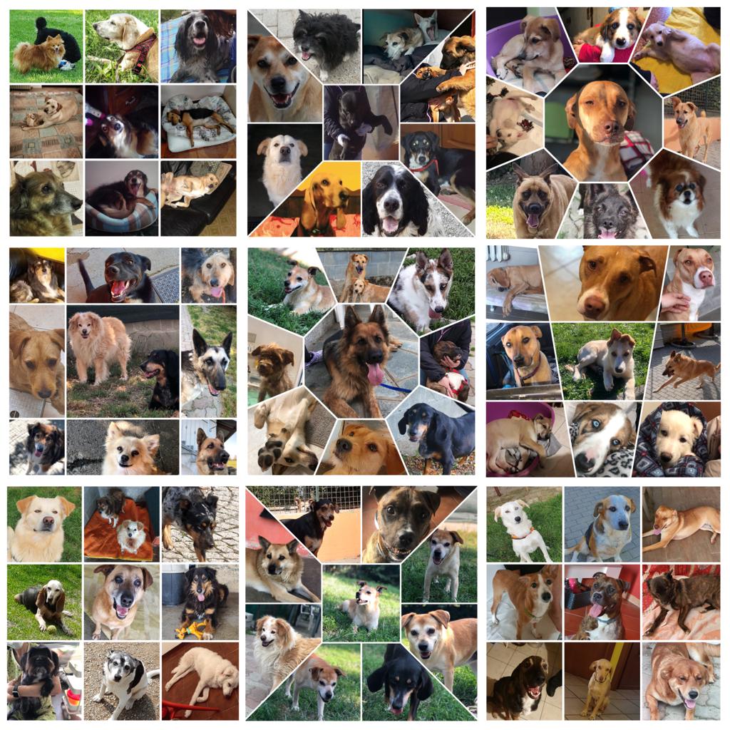 I nostri cani